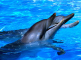 Dolphins with Heads Out of Water, Hamilton Island, Queensland, Australia
