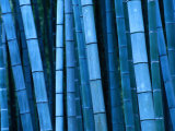 Bamboo, Kyoto, Japan