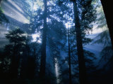 Buy Sunlight Through Native Redwoods (Sequoia Sempervirens), Redwood National Park, USA at AllPosters.com