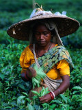 Buy Tea Plucker Picks Leaves from Bush to Make Assam Tea, Guwahati, Assam, India at AllPosters.com