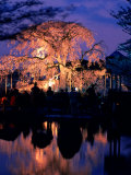 Giant Cherry Blossom Tree in Maruyama Park, Kyoto, Japan