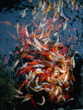 Buy Whirlpool Fish Frenzy at Feeding Time at Koi Carp Pool, "Loro Parque," Canary Islands, Spain at AllPosters.com