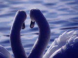Swans in Hyde Park, London, United Kingdom