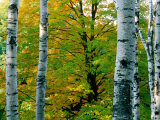 Buy Birch Trees, USA at AllPosters.com