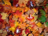 Buy Snow on Autumn Leaves Near Heart Lake in the Adirondak Mountains in Upstate New York, USA at AllPosters.com