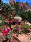 Simpson Hedgehog Cactus, Kolob Canyon, Zion National Park, USA