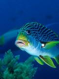 Diagonal Banded Sweetlips (Plectorhinchus Lineatus), Indonesia