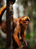 A Small Monkey from the Amazon of Brazil, Brazil