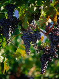 Purple Grapes Hanging on Vine, Napa Valley, California, USA