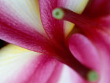 Buy Frangipani Flower Detail, Cook Islands at AllPosters.com
