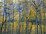 Seasonal Forest, San Juan National Forest, Colorado, USA