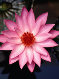 The Sacred Lotus Flower, Indonesia