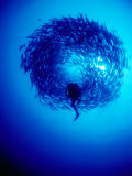 Diver in Middle of School of Fish, Bali, Indonesia