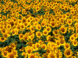 Buy Sunflowers in Anatolia, Turkey at AllPosters.com