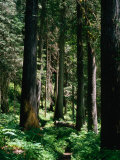 Forest, USA