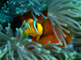 Red Sea Anemonefish(Amphiprion Bicinctus), Red Sea and Gulf of Aden, Egypt