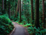 Buy Trail in Rainforest Olympic National Park, Washington, USA at AllPosters.com
