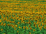 Buy Sunflower Field, Tuscany, Italy at AllPosters.com