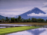 Mount Mayon Active Volcano Rising Above Rice Fields., Mt. Mayon, Albay, Philippines, Bicol
