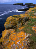 Buy Lichen-Covered Sandstone Clifftops, Shetland Islands, Scotland at AllPosters.com
