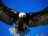 Buy Bald Eagle (Haliaeetus Leucocephalus), USA at AllPosters.com
