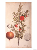 Buy Untitled at AllPosters.com