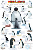Penguins Chart Poster