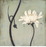 Ivory Blossom