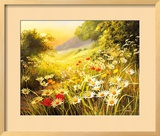 Evening Sun