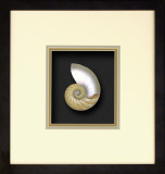 Natural Nautilus II Dimensional Product