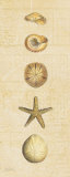 Buy Coastal Shells I at AllPosters.com