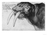 Buy Walrus, British Museum, London at AllPosters.com