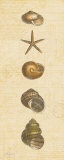 Buy Coastal Shells II at AllPosters.com