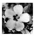 Buy Glory at AllPosters.com