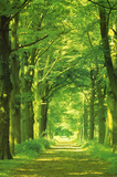 Buy Forest Path at AllPosters.com