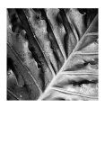 Buy Morning Dew at AllPosters.com