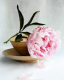 Buy Peony at AllPosters.com