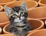 Buy Kitty Cat at AllPosters.com
