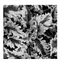 Buy Fern at AllPosters.com
