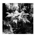 Buy Moss at AllPosters.com