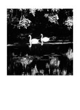 Buy Swans at AllPosters.com