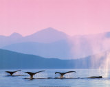 Whales