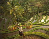 Buy Riziere-Bali at AllPosters.com