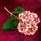 Buy Pink Hydrangea at AllPosters.com