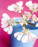 Buy Flower at AllPosters.com