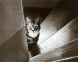 Cat in the Stairs