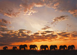 Buy Troupe d'Elephats at AllPosters.com
