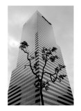 Bonsai