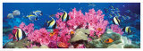 Buy Tropical Fish at AllPosters.com