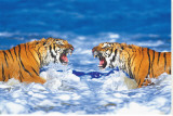 Buy Bengal Tigers Roaring at AllPosters.com